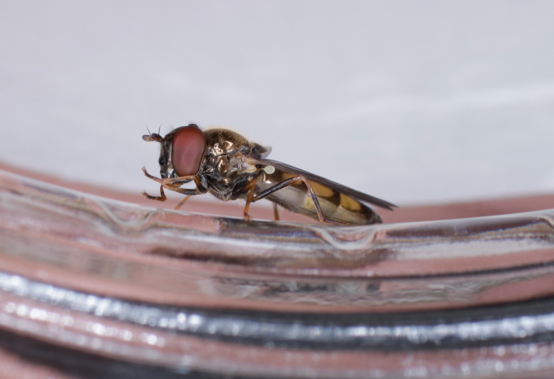 Syrphidae: Melanostoma mellinum